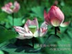 �n��: �o���O�ک窺�Ӥ�